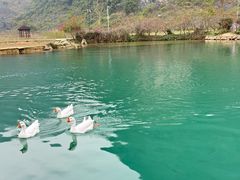 -靖西鹅泉风景区