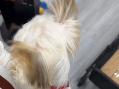 -汪小喵宠物·戴维斯乐芳希施宠馨宝皮毛调理洗护店