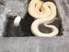 -上海大自然野生昆虫馆(东方明珠·爬宠昆虫探索中心)
