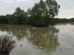 -大湾区中央湿地公园