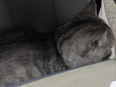 -心仪动物医院·牙专科·肿瘤·心脏科(西客站院)