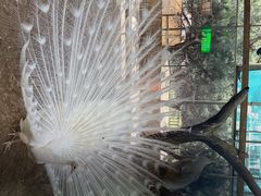 -第五季龙水凤港生态露营农场