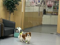 -康成宠物医院24H·CT·核磁共振