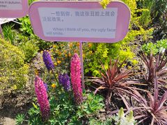 -东平国家森林公园