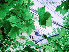 -Osteria Garden 生蚝花园餐厅(原进贤路店)