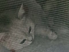 -宠福鑫康馨动物医院·骨科·眼科