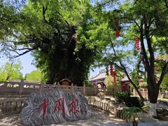 -大槐树寻根祭祖园