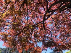 -荷风细雨·中国茶宴(碧云店)