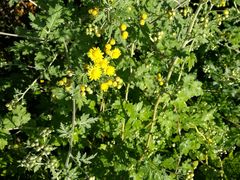 -永定河休闲森林公园