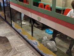 -猫咪博物馆(顶澳仔猫街店)