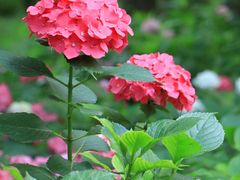 -上海滨江森林公园