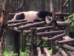 -成都动物园