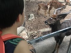 -清迈夜间动物园