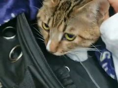 -伟伟宠物医院·CT影像中心·瑞派犬猫综合性门诊(汉口总院)
