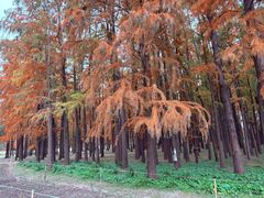 -上海海湾国家森林公园