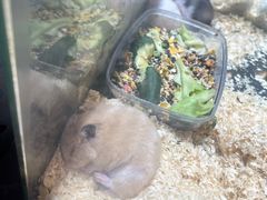 -双季花艺园艺市场(浦东店)