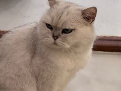 -共舞时光猫咖·狗咖(新街口店)