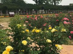 -武汉紫薇都市田园