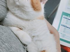 -伟伟宠物医院·CT影像中心·瑞派犬猫综合性门诊(汉口总院)