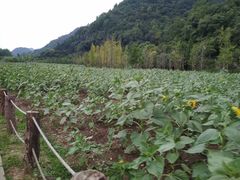-贵阳市花溪国家城市湿地公园