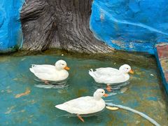 -栾川竹海野生动物园