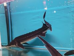 -一品江南韵·淮扬菜