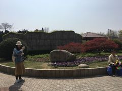 -嘉定紫藤园