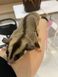-Moni星球萌宠·小马宝莉·灵蛇·高端高阶全萌宠互动体验俱乐部(红豆国际广场店)