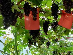 -武汉世外桃源农庄