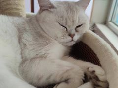 -佳怡动物医院·平价24小时·猫专科骨外科