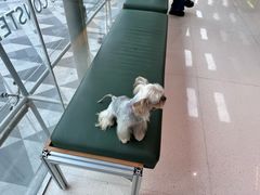 -帕帕拉兹宠物(亚洲旗舰店)