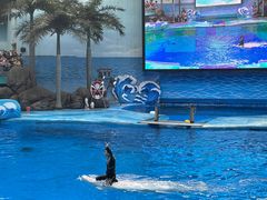 -海合安成都极地海洋公园