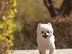 -超宠爱宠物摄影-Super pet