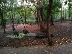 -清迈夜间动物园