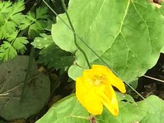 -白草畔自然风景区