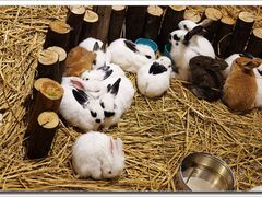 小萌兔们特写-远洋未来广场(育慧北路店)