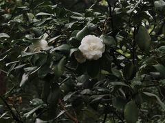 -金花茶公园