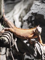 -Zoolung Zoolung动物主题公园(海信广场店)