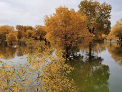 -金塔沙漠胡杨林景区