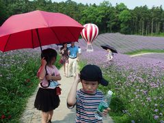 -大塘金香草谷