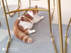 -飞行喵MR PILOT|猫舍·猫咖(静安大融城店)