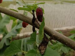 -头塘庄园(农家乐)