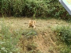 -石家庄市动物园