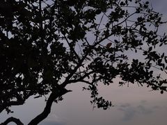 -深圳湾公园(南山区)