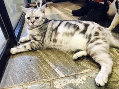 -猫咪博物馆(顶澳仔猫街店)