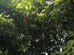 -呀路古热带植物园