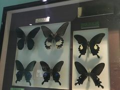 -上海昆虫博物馆