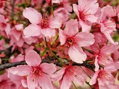 -古柏渡丰乐樱花园