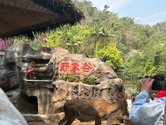 -野象谷景区