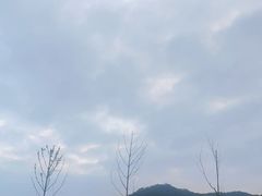 -千年银杏谷文化旅游区